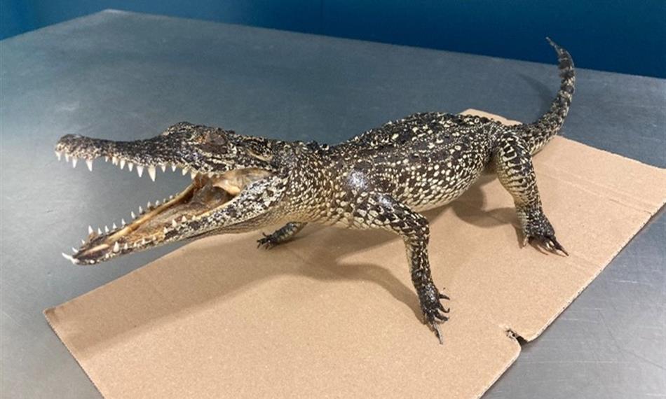 CITES - krokodýl kubánský 